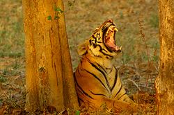 Tadoba